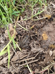 Leptodactylus luctator