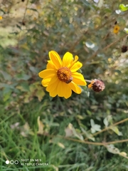 Viguiera pazensis