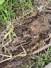 Leptodactylus luctator