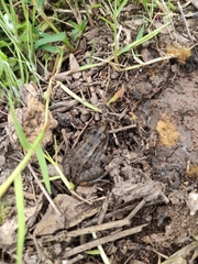 Leptodactylus luctator