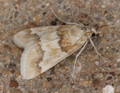 Pseudoschinia elautalis
