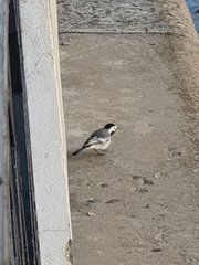 Motacilla alba