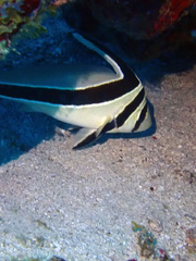 Eques lanceolatus