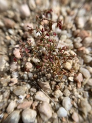 Centrostegia thurberi