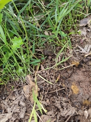 Leptodactylus luctator