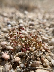 Centrostegia thurberi