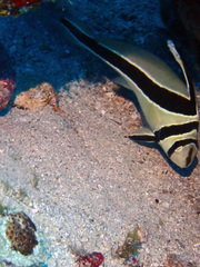 Eques lanceolatus