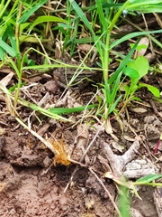 Leptodactylus luctator