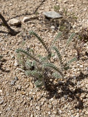 Johnstonella