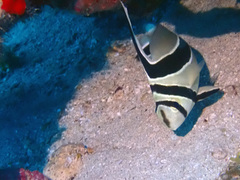 Eques lanceolatus