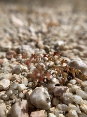 Centrostegia thurberi