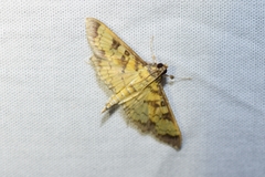Diacme mopsalis
