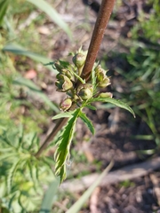 Scrophularia sambucifolia