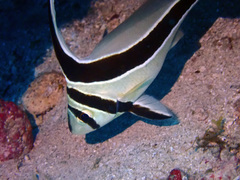 Eques lanceolatus