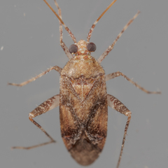 Phytocoris breviusculus