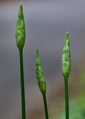 Allium subhirsutum