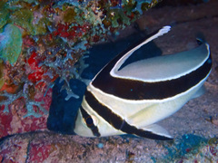 Eques lanceolatus