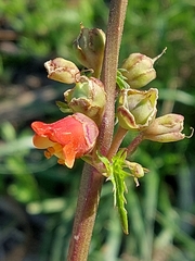 Scrophularia sambucifolia