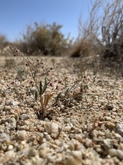 Eriogonum gracillimum