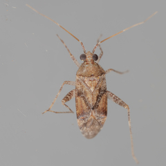 Phytocoris breviusculus
