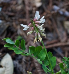Astragalus agnicidus
