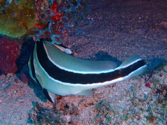 Eques lanceolatus