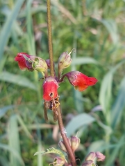 Scrophularia sambucifolia