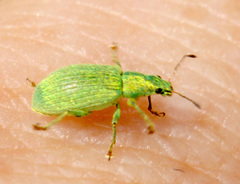 Polydrusus planifrons