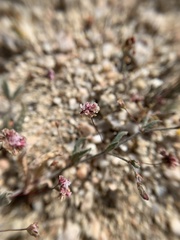 Eriogonum gracillimum
