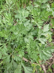 Artemisia vulgaris