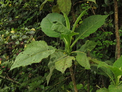 Verbesina crassiramea