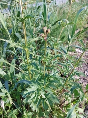 Scrophularia sambucifolia