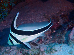 Eques lanceolatus