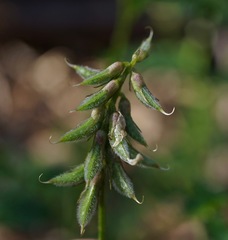 Astragalus agnicidus