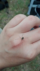 Opilio saxatilis