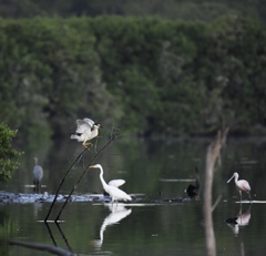 Egretta tricolor
