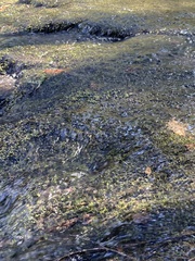 Hygrohypnum