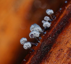 Mycena lazulina