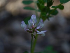 Astragalus agnicidus