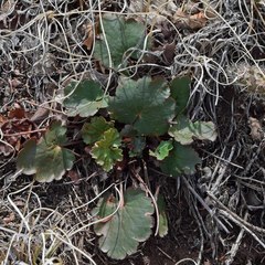 Heuchera parvifolia
