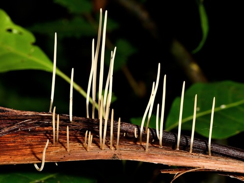 Macrotyphula defibulata image