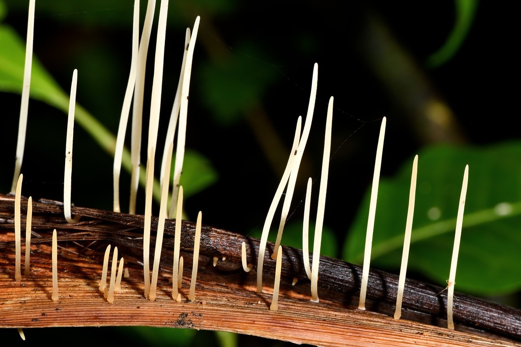 Macrotyphula defibulata