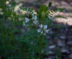 Astragalus agnicidus