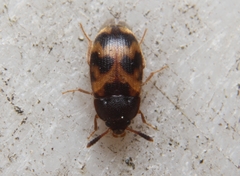 Mycetophagus flexuosus