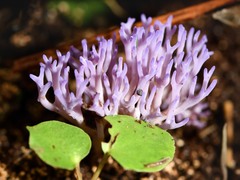 Ramariopsis pulchella image
