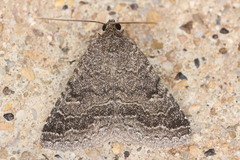 Matigramma pulverilinea