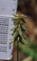 Astragalus agnicidus