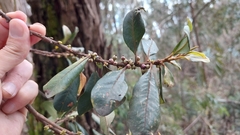 Myrsine coriacea