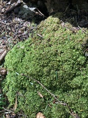 Brotherella recurvans