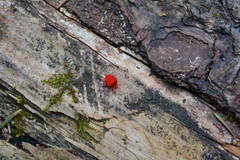 Trombidium holosericeum